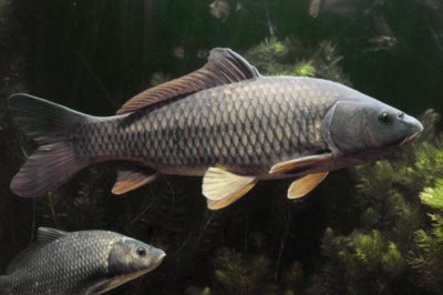 10號(hào)丸世鉤搭配什么魚線，可搭配2.0號(hào)子線、3.0號(hào)主線