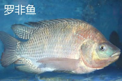 2號溪流鉤相當于幾號袖鉤，從拉力值來看相當于3號袖鉤