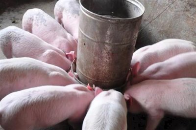 預(yù)混料和濃縮料有何作用，能起到促進(jìn)機(jī)體代謝、提高動(dòng)物免疫力等效果