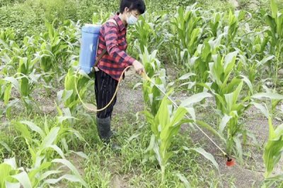 除草劑3打3不打指的是什么，打大不打小、打密不打稀