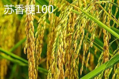 適合江蘇種植的高產(chǎn)水稻品種，了解這7種