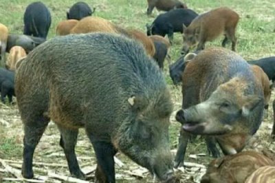 野豬的養(yǎng)殖方法，根據(jù)養(yǎng)殖場的規(guī)模來決定購買數(shù)量