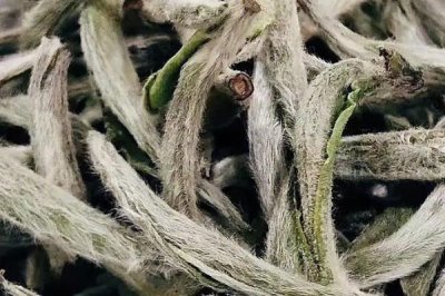 白茶的產(chǎn)地，不同品種的產(chǎn)地不一