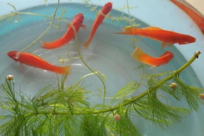 養(yǎng)魚自來水的處理方法，自來水一定要暴曬2-3天后再使用