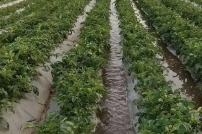 土豆如何施肥，施足基肥且盡早追肥