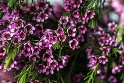 蠟花的花語(yǔ)，寓意剛強(qiáng)堅(jiān)毅、忠貞不渝等