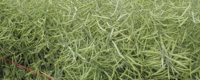 油菜雜交制種方法，首先要保證親本種子的純度