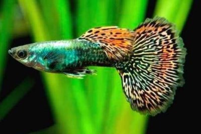 孔雀魚的養(yǎng)殖方法，保持適宜的水溫和PH值