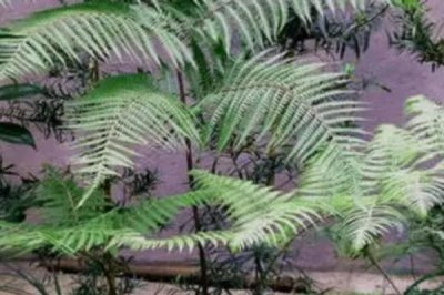 怎么養(yǎng)金絲猴蕨植物，適宜的生長(zhǎng)溫度為20-27℃
