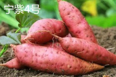 紅薯的產(chǎn)地，集中在長江流域和東南沿海各省