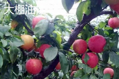 大棚油桃和露天油桃有什么區(qū)別，大棚油桃的蟲害較少