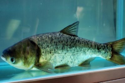 10米魚竿怎么拋出去，多數(shù)都是用長竿短線