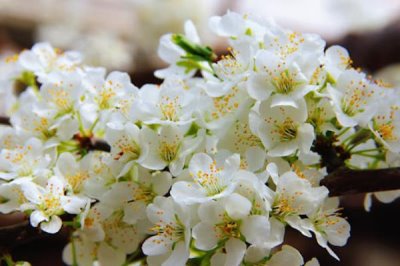 李子花的花語，寓意清純質(zhì)樸、小巧可愛等