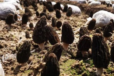 羊肚菌的種植技術(shù)，在10-12月份進(jìn)行播種