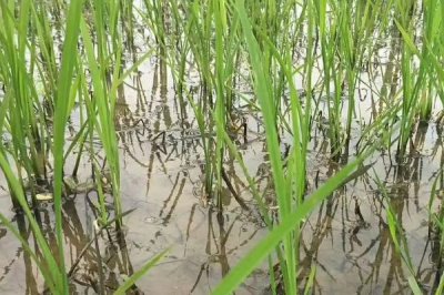 金龍優(yōu)5號(hào)水稻種子特征特性，秧田畝播種量約15公斤