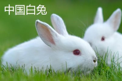兔子的養(yǎng)殖品種，常見的有新西蘭白兔、比利時兔等