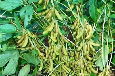 首豆39大豆品種的特性，遼寧省春播生育期125天左右