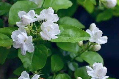 茉莉的花語(yǔ)，不同顏色的花語(yǔ)不同