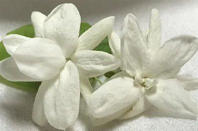 白色茉莉的花語(yǔ)，寓意喜愛(ài)之情、純潔無(wú)暇等