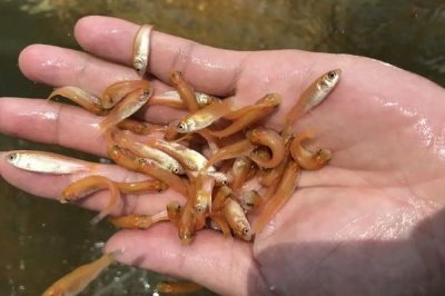 俄羅斯金絲鯇魚苗喂什么飼料，以小麥粉團(tuán)，麥子、玉米為主
