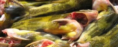 昂刺魚是什么魚，是我國(guó)常見的淡水魚類