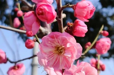 梅花有哪些品質(zhì)，寓意強(qiáng)大獨(dú)立、堅(jiān)韌頑強(qiáng)等