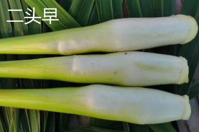 種植茭白的環(huán)境要求，溫度要達到24℃左右