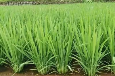 蓉優(yōu)7241水稻種子簡(jiǎn)介，秈型三系雜交水稻品種