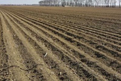 巴戟天栽培技術(shù)，選擇有一定肥力的砂壤土