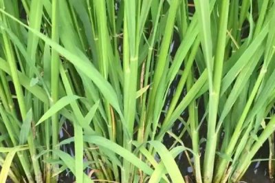 和兩優(yōu)03水稻種子特征特性，秧田播種量每畝10公斤