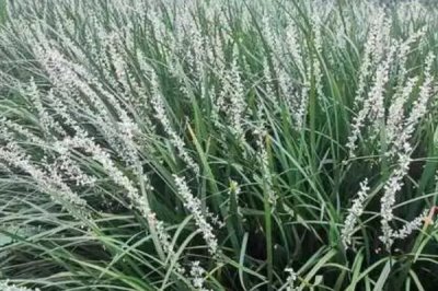 九月份有哪些花卉開放，木芙蓉、美人蕉、鳳尾蘭等品種在此時開放
