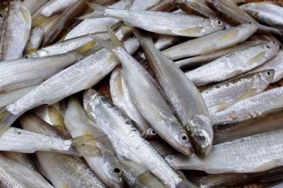 手竿釣白條魚怎么選餌料，可選自然餌料和商品餌料
