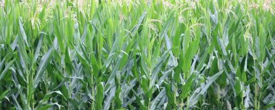 威單4號(hào)玉米種子特征特性，生育期153天