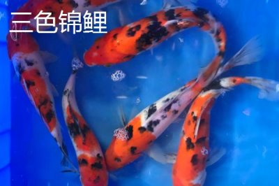 五色錦鯉的產地，原產于日本現已被引進國內