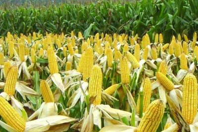 玉米種子播種前注意事項(xiàng)，不可在同一地塊連續(xù)種植