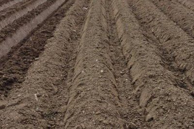 春種油麥菜注意事項，露地栽培可在五月中旬播種