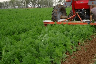 胡蘿卜移栽注意事項(xiàng)，拔苗后需馬上定植