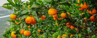 橘子品種介紹，產(chǎn)地不同各具特色