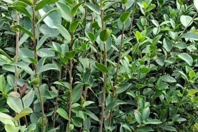 油茶苗的價格，樹苗高度、購買數(shù)量、產(chǎn)地等決定價格