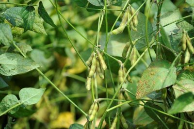 蘇豆22大豆種子簡介，播種前曬種1天