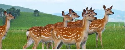 最輕巧的養(yǎng)殖業(yè)，梅花鹿養(yǎng)殖容易且產(chǎn)品暢銷