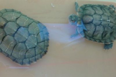 巴西龜冬眠期間如何飼養(yǎng)，可將其放入容器中并覆蓋干草