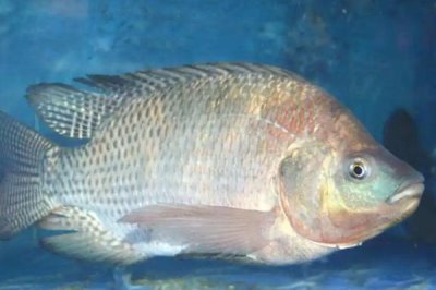 羅非魚的價格，均價也就在10元/斤以內(nèi)