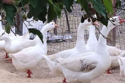 鵝腿軟站不起來的原因和解決方法，飼料中的鈣含量不足、運動量過少均會導(dǎo)致