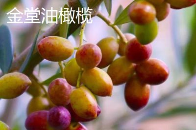 四川省金堂縣的特產(chǎn)，金堂鐵皮石斛作用好但市場(chǎng)價(jià)格很高