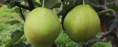 優(yōu)質(zhì)梨子品種介紹，以下5種豐產(chǎn)性都很高