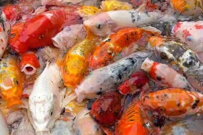 新手怎么養(yǎng)冷水魚，根據(jù)魚的體型來(lái)選擇合適的魚缸