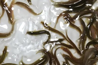 室內(nèi)水產(chǎn)養(yǎng)殖項目，好養(yǎng)又賺錢