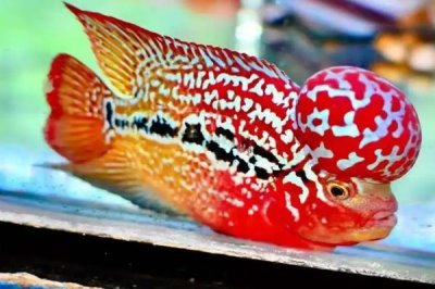 羅漢魚起頭的原因，是因?yàn)樗鼈冇衅痤^的基因