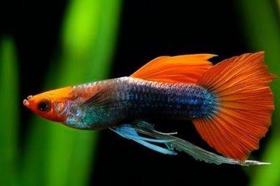 魚是怎么受精懷孕的，大部分魚是卵生的